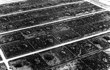 cattle_before_slaughter