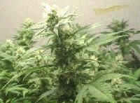 Super Skunk